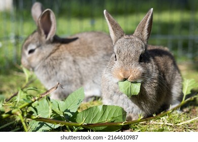 Two little brown rabbits eating leaves outdoors, pet rearing, summertime. - Shutterstock ID 2164610987