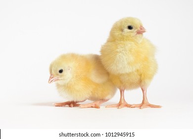 Two little chicken broiler isolated  on white background.