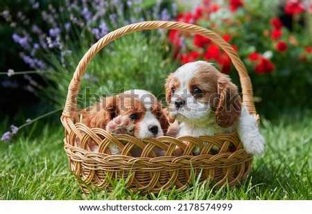 two little cute cavalier king charles spaniel puppies are sitting in a wicker basket