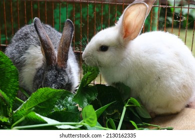 Two Little Cute Rabbit In A Cage Eating Some Plants Or Leaves. Grey And White Fuzzy Hair Bunny.