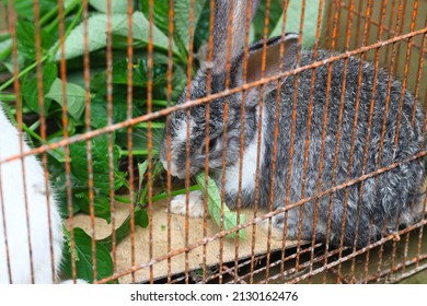 Two Little Cute Rabbit In A Cage Eating Some Plants Or Leaves. Grey And White Fuzzy Hair Bunny.