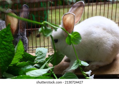 Two Little Cute Rabbit In A Cage Eating Some Plants Or Leaves. Grey And White Fuzzy Hair Bunny.