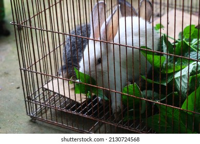 Two Little Cute Rabbit In A Cage Eating Some Plants Or Leaves. Grey And White Fuzzy Hair Bunny.