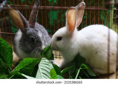 Two Little Cute Rabbit In A Cage Eating Some Plants Or Leaves. Grey And White Fuzzy Hair Bunny.