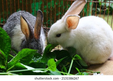 Two Little Cute Rabbit In A Cage Eating Some Plants Or Leaves. Grey And White Fuzzy Hair Bunny.