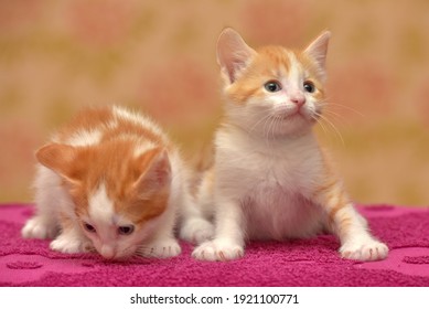 two little cute red with a white kitten together