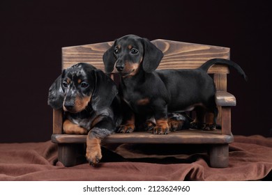 Two little dachshund puppies sitting on a wooden bench
