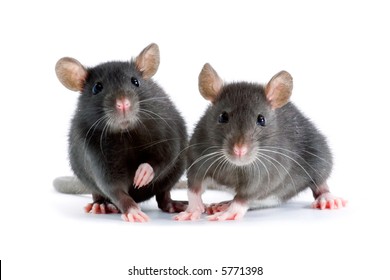 Cute animals  Two-little-decorative-rats-on-260nw-5771398