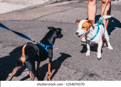 Two Little Dogs Meet On The Street