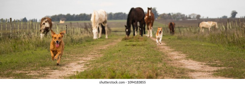 Two little dogs running to the camera, and several horses in a country road in Argentina. 