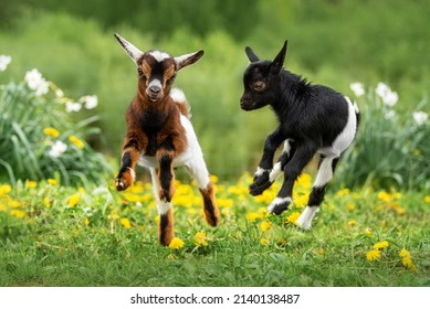 Dos pequeñas cabras bebés divertidas jugando en el campo con flores. Animales de granja.