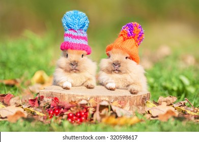 Two Little Funny Rabbits Dressed In Woolen Knitted Hats In Autumn 