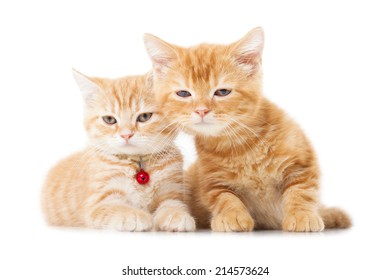 Two Little Ginger British Shorthair Cats Stock Photo 214573624 ...