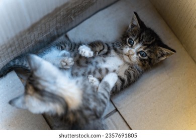 Two little gray and white stripped kittens playing each other. Rumble in the middle of box. Blue eyes. Cuteness overload. Concept. Meow. Paws.