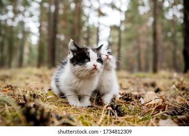 Two Little Identical Black And White Kittens In A Pine Forest. Close-up Of Cats Looking In One Direction.