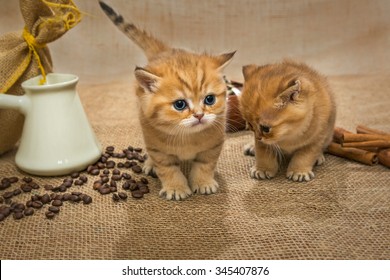 猫 カフェ の写真素材 画像 写真 Shutterstock