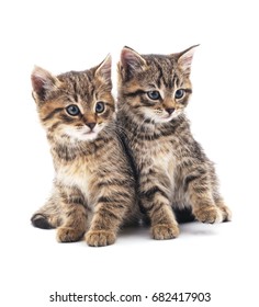 Two Little Kittens Isolated On A White Background.