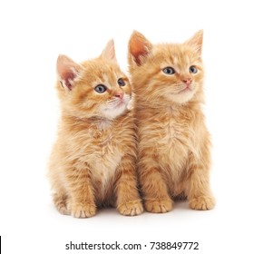 Two Little Kittens Isolated On A White Background.