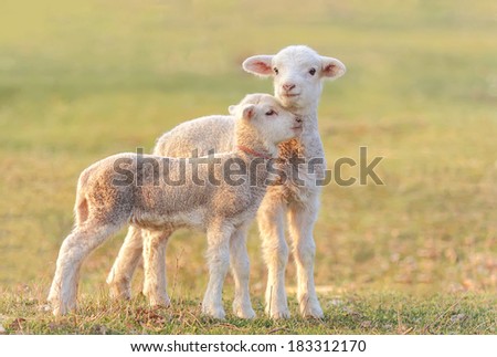 Two little lambs at eco farm, from Tulcea, Romania. 