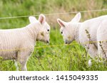Two little lambs looking at each other behind a wired fence on a sunny green field in the Netherlands