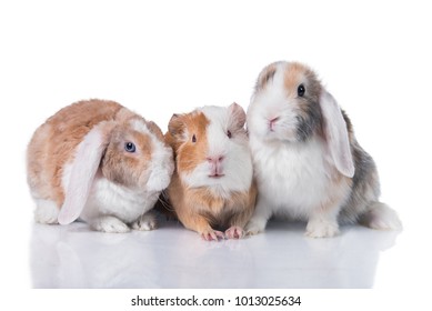 Pair Cute Guinea Pigs Isolated On Stock Photo (Edit Now) 157743200