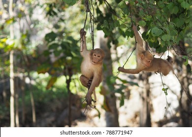 A two little monkey on a tree.