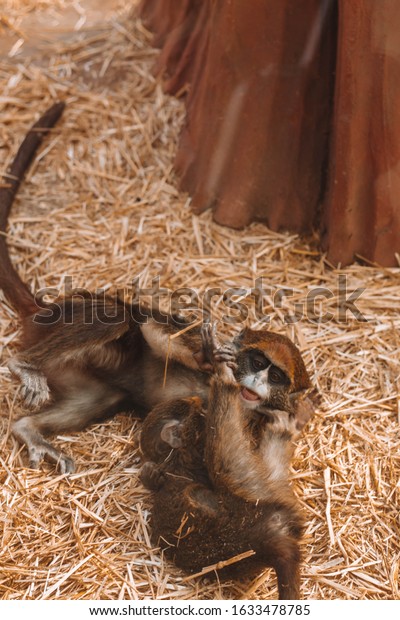 Two Little Monkeys Playing Together Funny Stock Photo 1633478785