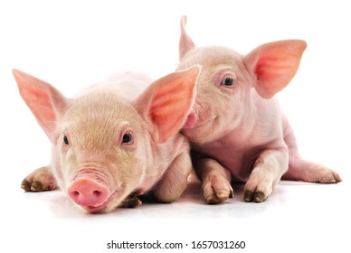 Two little pink pigs isolated on white background.