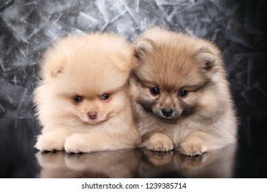 Grænseværdi Ooze konsol Two Little Pomeranian Spitz Puppies On Stock Photo (Edit Now) 1239385714