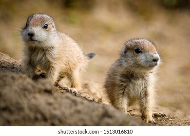 Two Little Prairie Dogs On Lookout Stock Photo 1513016810 