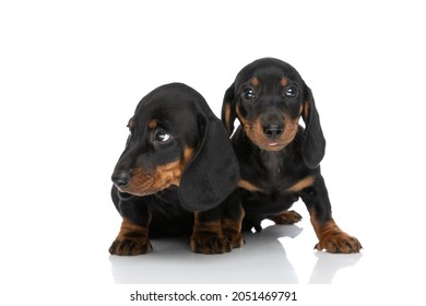 two little precious teckel dachshund puppies looking to side and sitting isolated on white background in studio