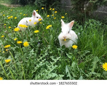 Two Little Rabbits In The Garden