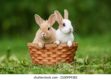 Two little rabbits sitting in the basket in summer - Powered by Shutterstock