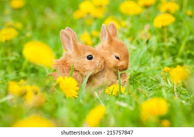 love rabbit