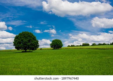 Two little round trees on a hill