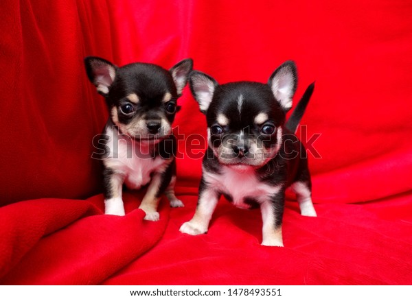 Two Little Shorthaired Chihuahua Puppies Stock Photo Edit Now