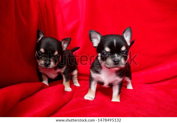 Two Little Shorthaired Chihuahua Puppies Stock Photo Edit Now