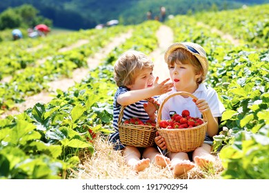 Two little sibling kids boys having fun on strawberry farm in summer. Children, cute twins eating healthy organic food, fresh berries as snack. Kids helping with harvest