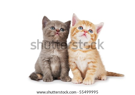 Two little sitting british shorthair kittens cat isolated