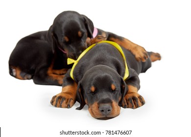 Two Little Sleeping Doberman Puppies Isolated On White.