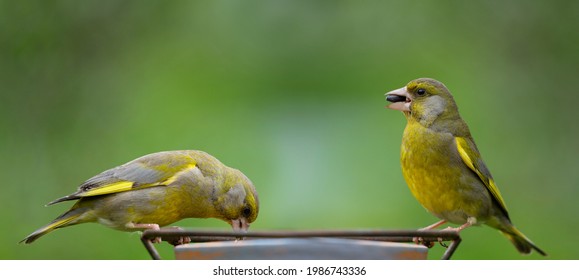 Two Little Songbirds Sitting On A Bird Feeder. The European Greenfinch (Chloris Chloris). Summer Time