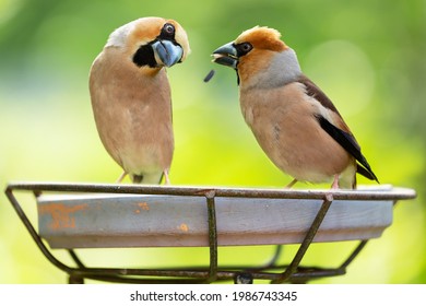 Two Little Songbirds Sitting On A Bird Feeder. Hawfinch ( Coccothraustes Coccothraustes ). Summer Time