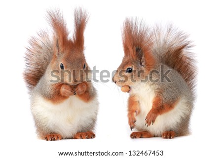 Similar – Image, Stock Photo Squirrel with 2 hazelnuts in mouth