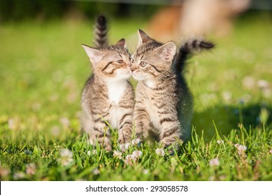 Two Cats Love Hd Stock Images Shutterstock
