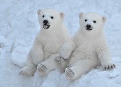 Two Little White Bears Sitting In The Snow