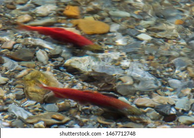 Two Little Wild Salmon Fish Swimming Against The Current In A Shallow British Columbia Stream