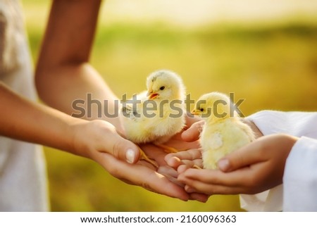 Two little yellow chickens. Children's hands hold chickens in their palms. Pedigree chickens. Poultry farm. Hatched from an egg