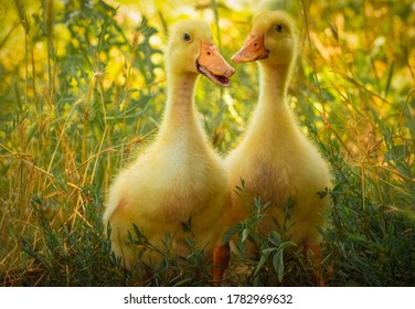 Two little yellow ducklings walk on green grass on a sunny day