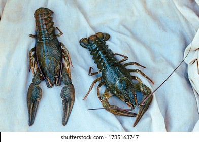 Two Live Crayfish On A White Towel At A Street Market. The Fishing Is The Livelihood Of The Locals.