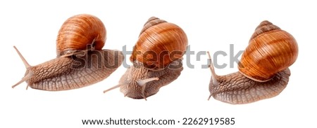 two live snail crawling on white background close-up macro